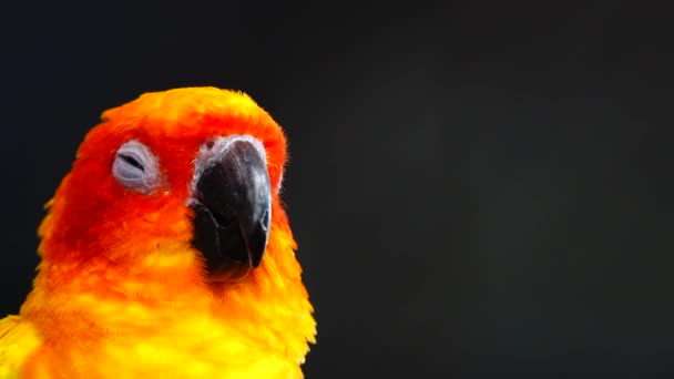 Ήλιος Parakeet Όμορφα Χρώματα Του Κίτρινου Πορτοκαλί Και Κόκκινο Aratinga — Αρχείο Βίντεο