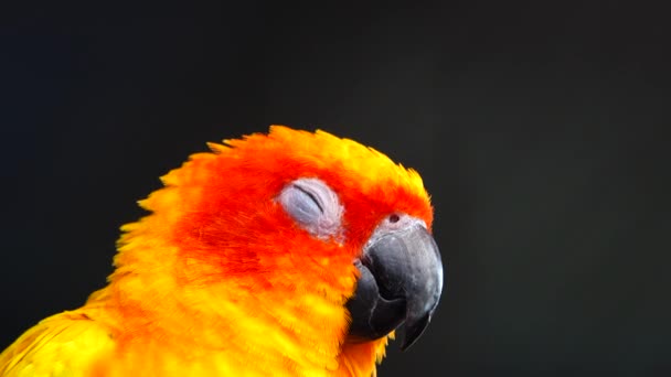 Perico Sol Hermosos Colores Color Amarillo Anaranjado Rojo Aratinga Solstitialis — Vídeos de Stock