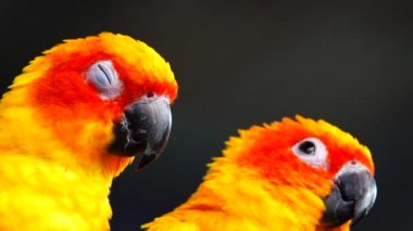 4k Güneş papağanı sarı turuncu ve kırmızı (Aratinga gündönümü) güzel renkler Tayland 'da güneş konservesi olarak da bilinir..