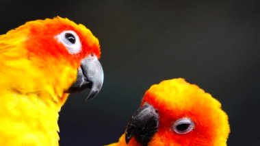 4k Güneş papağanı sarı turuncu ve kırmızı (Aratinga gündönümü) güzel renkler Tayland 'da güneş konservesi olarak da bilinir..