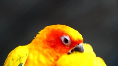4k Güneş papağanı sarı turuncu ve kırmızı (Aratinga gündönümü) güzel renkler Tayland 'da güneş konservesi olarak da bilinir..
