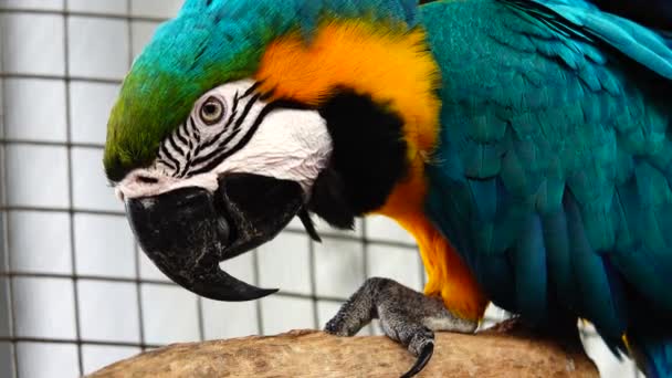 Blue Yellow Macaw Ara Ararauna Ceup — стоковое видео