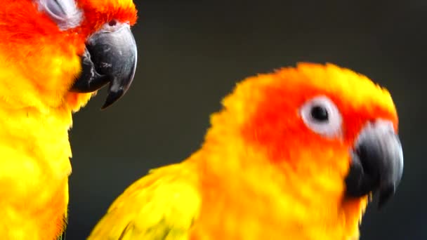 Sun Parakeet Beautiful Colours Yellow Orange Red Aratinga Solstitialis Also — стокове відео