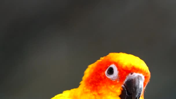 4K太阳鹦鹉美丽的黄色和红色 Aratinga Solstitialis 也被称为太阳仙境 — 图库视频影像