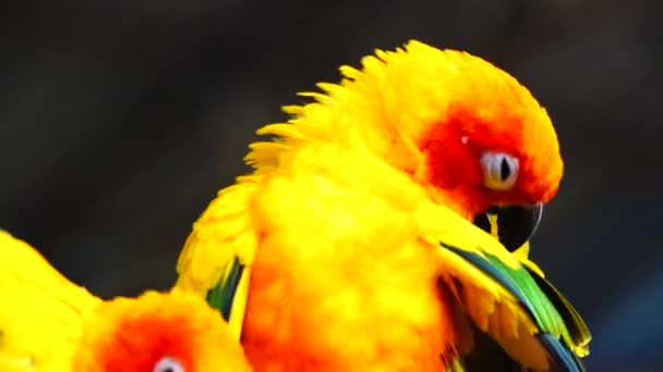 Güneş Papağanı Sarı Turuncu Kırmızı Aratinga Gündönümü Güzel Renkler Tayland — Stok video