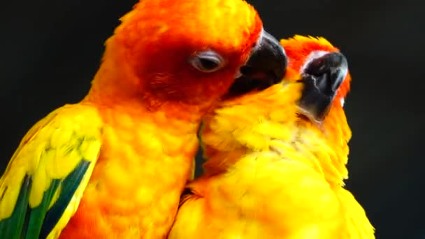 Zon Parkiet Mooie Kleuren Van Geel Oranje Rood Aratinga Solstitialis — Stockvideo