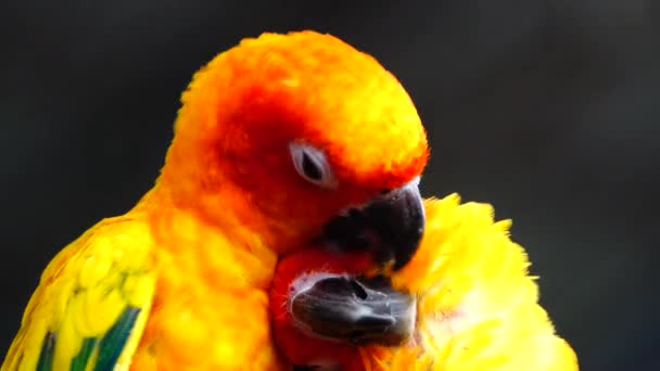 Perico Sol Hermosos Colores Color Amarillo Anaranjado Rojo Aratinga Solstitialis — Vídeo de stock