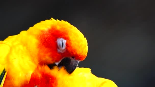 Ήλιος Parakeet Όμορφα Χρώματα Του Κίτρινου Πορτοκαλί Και Κόκκινο Aratinga — Αρχείο Βίντεο