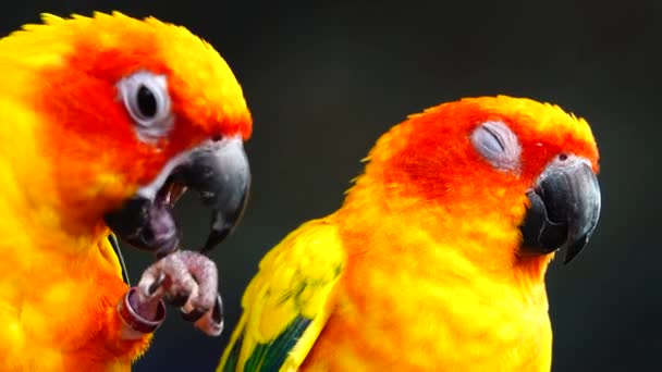 Солнечный Попугай Красивые Цвета Желтый Оранжевый Красный Aratinga Solstitialis Известный — стоковое видео