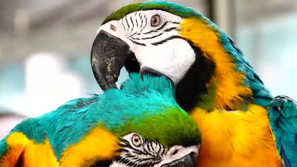 Blue Yellow Macaw Ara Ararauna Closeup — Stock Video