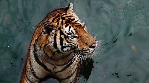 1080超遅い虎を持っていた パンテラTigris Altaica 直接ビューで低角度の写真は アクションで捕食者を攻撃するフリック水で実行されます 水の中の虎 — ストック動画
