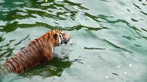 1080超遅い虎を持っていた パンテラTigris Altaica 直接ビューで低角度の写真は アクションで捕食者を攻撃するフリック水で実行されます 水の中の虎 — ストック動画