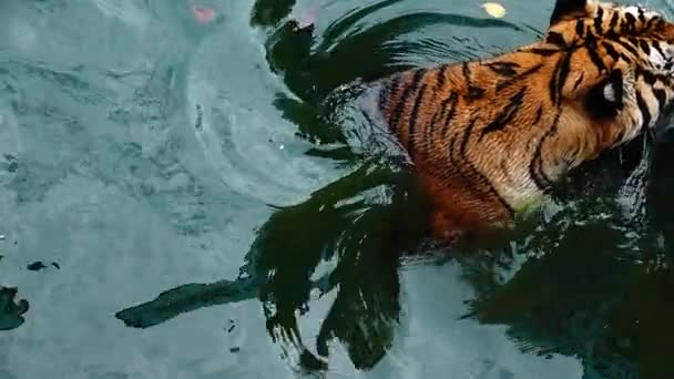 1080P Super Powolny Tygrys Panthera Tigris Altaica Zdjęcie Pod Niskim — Wideo stockowe