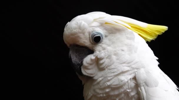 White Parrot Cockatoo Clicking Beak Looking Camera Close Cockatoo Parrot — Stock Video
