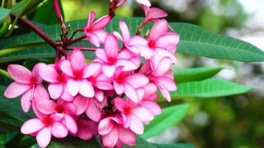 4k Doğa, bir ağaç dalındaki pembe plumeria çiçeğini kapatır. Tropikal bir bahçe. Rüzgarda hareket eden tropikal bir çiçek.
