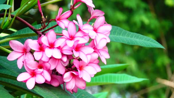 Natur Nahaufnahme Von Rosa Plumeria Blume Auf Einem Baumzweig Tropischer — Stockvideo