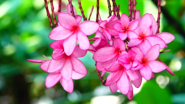 Natureza Close Pink Plumeria Flower Tree Branch Tropical Garden Paraíso — Vídeo de Stock