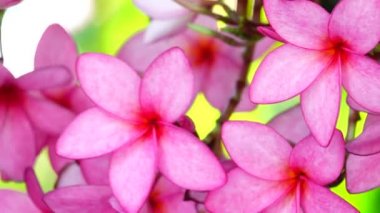 4k Doğa, bir ağaç dalındaki pembe plumeria çiçeğini kapatır. Tropikal bir bahçe. Rüzgarda hareket eden tropikal bir çiçek.