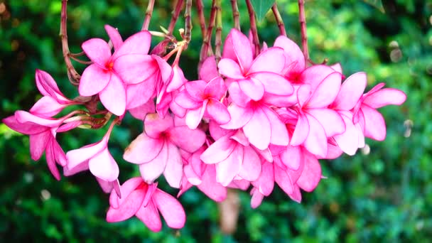 Naturaleza Primer Plano Flor Plumeria Rosa Una Rama Árbol Jardín — Vídeos de Stock