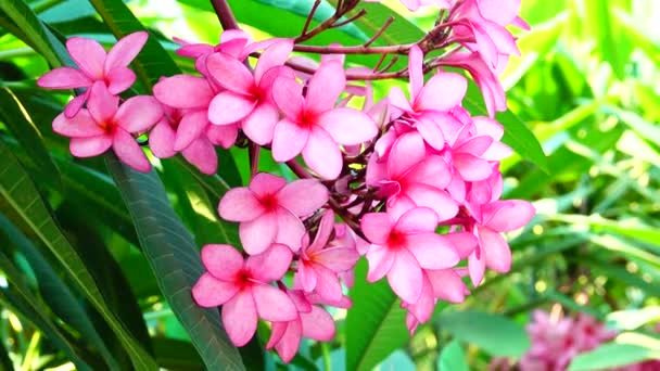 4k Příroda zblízka růžová plumeria květ na větvi stromu tropické zahrady ráj tropické květiny pohybující se ve větru