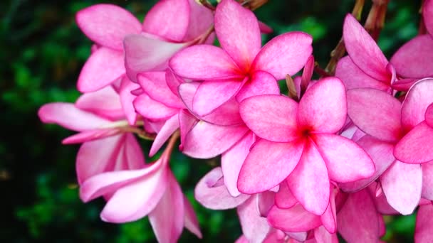 Nature Close Pink Plumeria Flower Tree Branch Tropical Garden Paradise — ストック動画