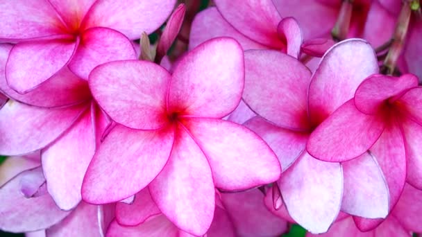 Natur Närbild Rosa Plumeria Blomma Trädgren Tropisk Trädgård Paradis Tropisk — Stockvideo