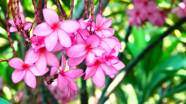 Naturaleza Primer Plano Flor Plumeria Rosa Una Rama Árbol Jardín — Vídeos de Stock