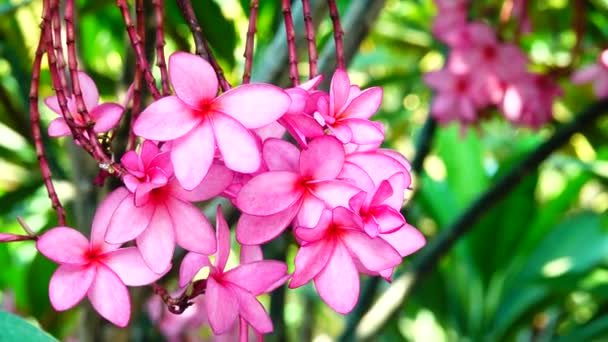 Nature Close Pink Plumeria Flower Tree Branch Tropical Garden Paradise — Stock Video