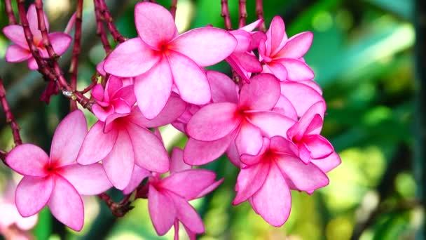 Natur Nahaufnahme Von Rosa Plumeria Blume Auf Einem Baumzweig Tropischer — Stockvideo