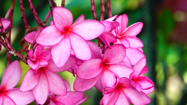 Natur Närbild Rosa Plumeria Blomma Trädgren Tropisk Trädgård Paradis Tropisk — Stockvideo