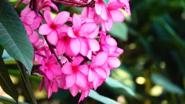 4k Doğa, bir ağaç dalındaki pembe plumeria çiçeğini kapatır. Tropikal bir bahçe. Rüzgarda hareket eden tropikal bir çiçek.