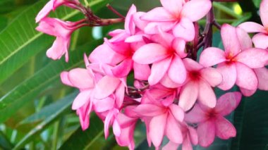 4k Doğa, bir ağaç dalındaki pembe plumeria çiçeğini kapatır. Tropikal bir bahçe. Rüzgarda hareket eden tropikal bir çiçek.
