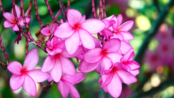 Természet Közel Rózsaszín Plumeria Virág Egy Faágon Trópusi Kert Paradicsom — Stock videók