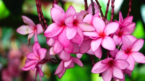 Naturaleza Primer Plano Flor Plumeria Rosa Una Rama Árbol Jardín — Vídeos de Stock