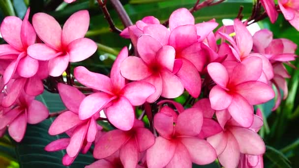 Nature Close Pink Plumeria Flower Tree Branch Tropical Garden Paradise — ストック動画