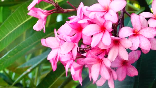Природа Крупным Планом Розовый Цветок Plumeria Ветке Дерева Тропический Сад — стоковое видео