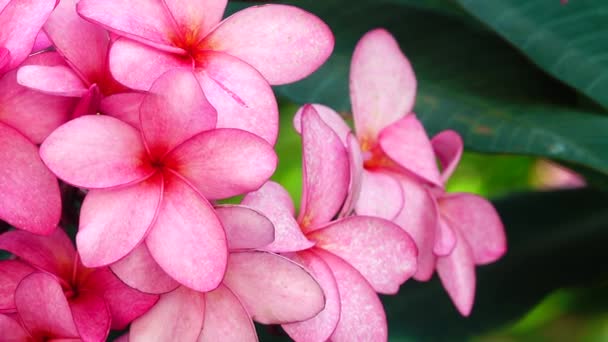 Natur Närbild Rosa Plumeria Blomma Trädgren Tropisk Trädgård Paradis Tropisk — Stockvideo