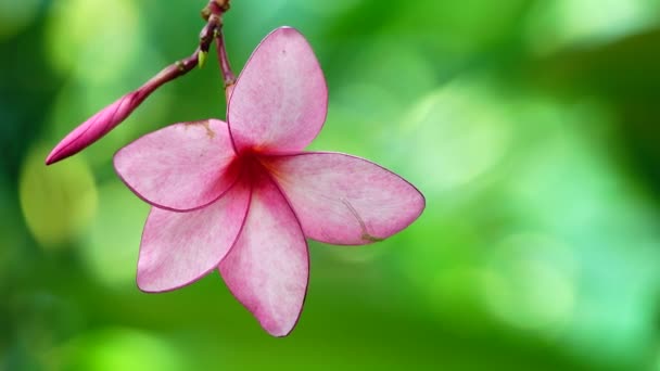 Natura Zbliżenie Różowy Kwiat Plumerii Gałęzi Drzewa Tropikalny Ogród Raj — Wideo stockowe