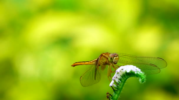 Beautiful Yellow Black Dragonfly Flying Catch Tree Beautiful Morning Sunrise — Stock Video