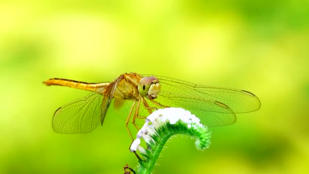 4K美丽的黄色蜻蜓在美丽的日出时分飞上了树 蜻蜓是大型多面性眼睛的特征两对结实透明的翅膀彩色斑块 — 图库视频影像