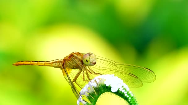 Beautiful Yellow Black Dragonfly Flying Catch Tree Beautiful Morning Sunrise — Stock Video