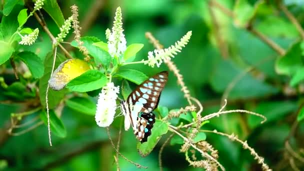 1080P Σούπερ Αργή Πεταλούδα Της Ταϊλάνδης Βοσκοτόπια Λουλούδια Έντομα Εξωτερική — Αρχείο Βίντεο