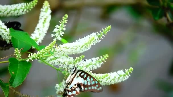 1080P Super Slow Thai Butterfly Pasture Flowers Насекомые Наружная Природа — стоковое видео