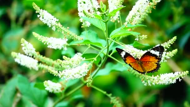 1080P Farfalla Tailandese Super Lenta Nei Fiori Pascolo Insetto Natura — Video Stock