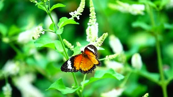 1080P Super Slow Thai Butterfly Pasture Flowers Insect Outdoor Nature — Stock Video