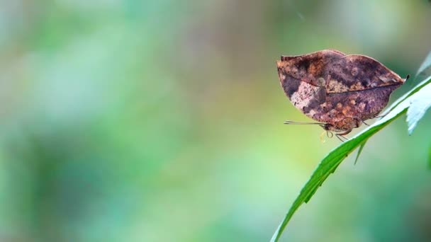 Тайський Прекрасний Метелик Листках Природи — стокове відео