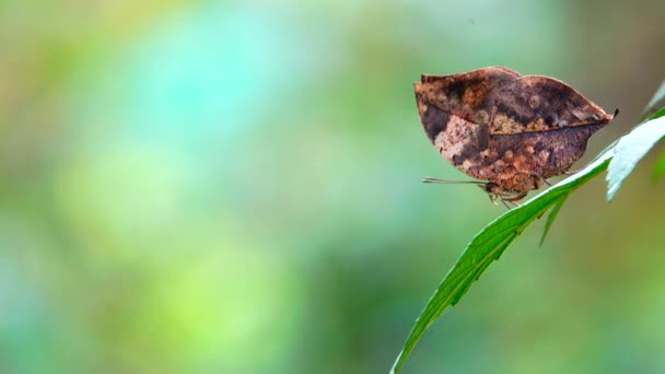 Thai Beautiful Butterfly Leaves Nature Outdoor — ストック動画