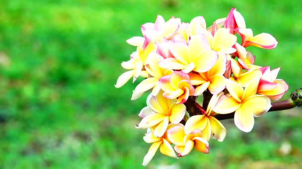 Příroda Zblízka Bílé Žluté Růžové Plumeria Květ Větvi Stromu — Stock video