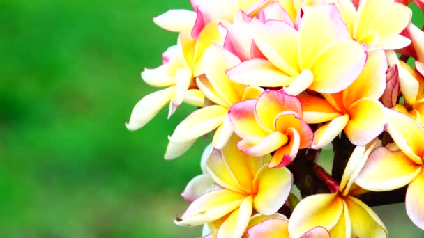 Natur Närbild Vit Gul Rosa Plumeria Blomma Trädgren — Stockvideo