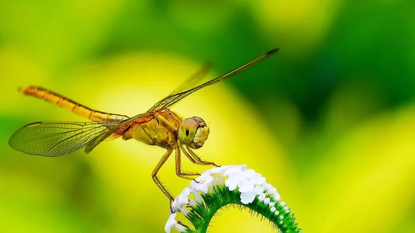 Libélula Macro Natural Prado Naturaleza Verde Amarillo Backgound — Foto de Stock